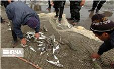 صید ماهیان دریایی مازندران حدود 30 درصد کاهش یافت