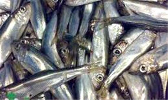 صید 10 هزار تن ماهی کیلکا در مازندران