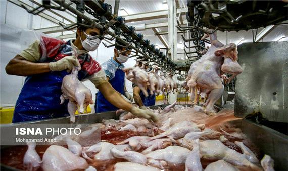 پیش بینی تولید 19 هزار تن گوشت مرغ در مازندران