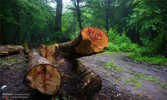قاچاق و چوب کِشی تبعات خروج بی برنامه درختان افتاده و شکسته جنگل