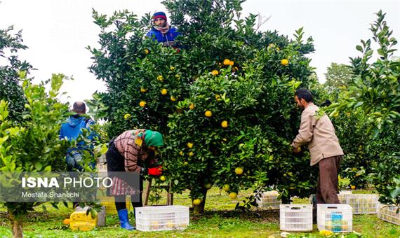 توصیه‌های تغذیه‌ای درختان میوه به باغداران مازندرانی