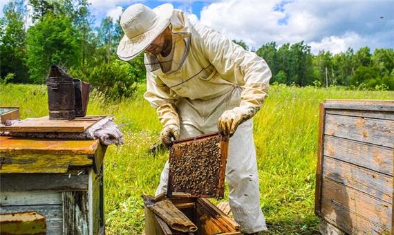 تولید 130 تن عسل در بهشهر