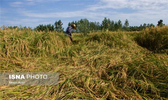 گرانی برنج و ضرورت اصلاح زیرساخت های اراضی کشاورزی در مازندران