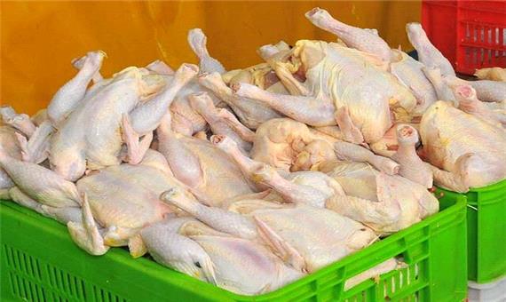 تولید 26 هزار تن گوشت مرغ در نکا
