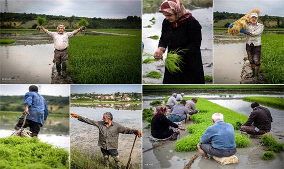 25 هزار هکتار از شالیزارهای مازندران زیرکشت قراردادی برنج می رود