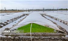 صدور هشدار زرد هواشناسی کشاورزی در مازندران