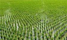 تحقق 100 درصدی کشت قراردادی برنج در میاندورود