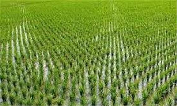تحقق 100 درصدی کشت قراردادی برنج در میاندورود