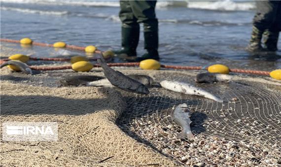 پرونده صید ماهیان استخوانی در مازندران با کاهش 31 درصدی بسته شد