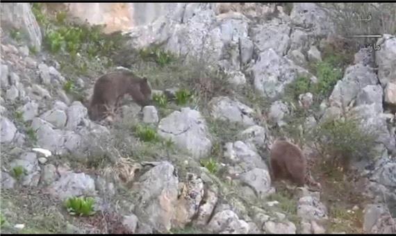 آرامش 2 قلاده خرس قهوه‌ای در ارتفاعات سوادکوه