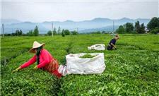 آغاز خرید تضمینی برگ سبز چای در تنکابن/ افزایش 30 درصدی قیمت‌ها