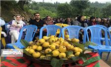 راه‌های نرفته مازندران برای برپایی جشنواره‌های کشاورزی