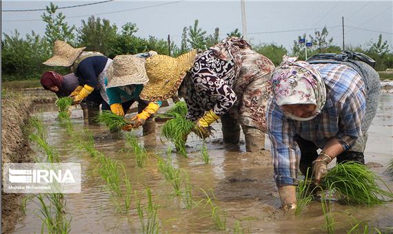 استقبال شالیکاران مازندران  به کشت ارقام پر محصول برنج