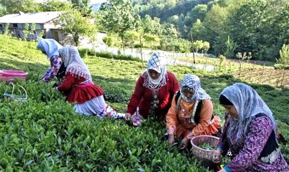 پرداخت 52 درصد بهای برگ سبز چای به چایکاران شمال کشور