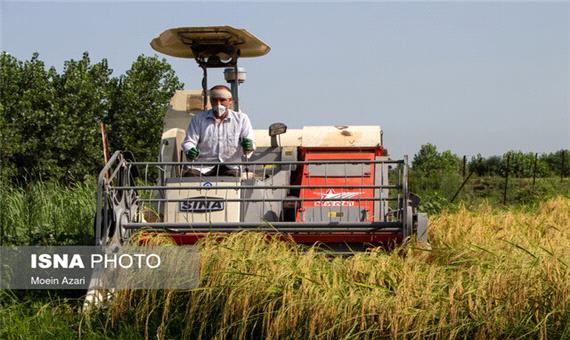 ضایعات کمتر از 3 درصد با برداشت مکانیزه برنج در مازندران