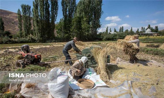 آیینی برای شکرگزاری برکت خوشه های طلایی برنج در مازندران