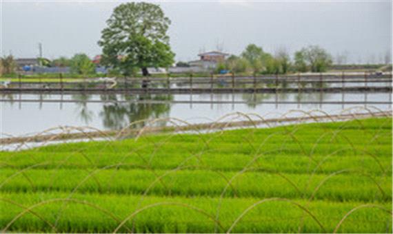 معرفی 2 رقم جدید پرمحصول برنج در آمل