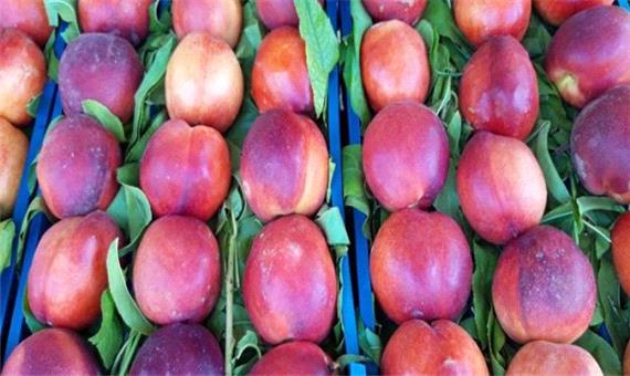 تولید 30 درصد میوه‌های هسته‌دار کشور در مازندران