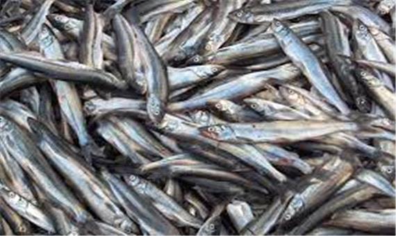 صید 540 تن ماهی کیلکا‎‎ در استان مازندران