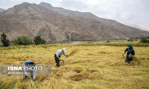 برداشت برنج در 6800 هکتار شالیزار مازندران
