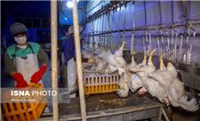 تولید 3700 تن گوشت سفید در سوادکوه‌شمالی