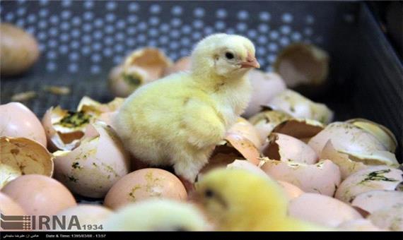 صادرات حدود پنج میلیون قطعه ای جوجه یکروزه و تخم مرغ نطفه دار مازندران