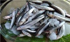 صید 700 تن ماهی کیلکا در مازندران