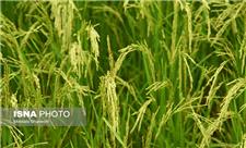 کشت دوم برنج در بیش از 7000 هکتار از شالیزارهای مازندران