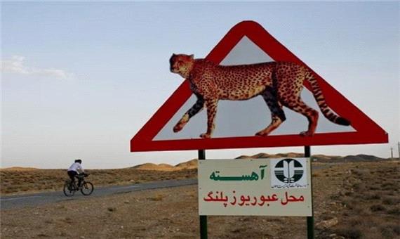 با احتیاط برانید؛ یوزپلنگ ایرانی در معرض انقراض است!