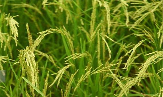 کشت دوم برنج در 99 هزار هکتار از شالیزارهای مازندران