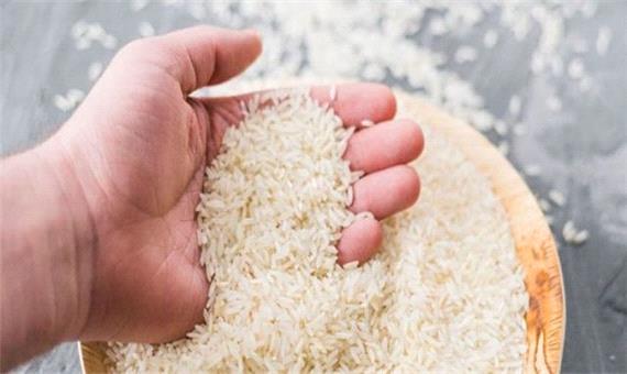 رونق ارقام محلی برنج مازندران