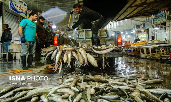 صادرات سالانه 5000 تن ماهی کپور و قزل‌آلا از بابل به خارج از کشور