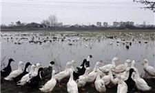 دامپزشکی مازندران نسبت به خطرسرایت آنفلونزای پرندگان درگله های پرورش اردک هشدار داد