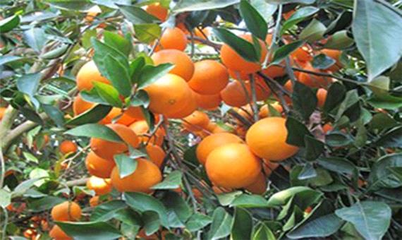 آغاز برداشت پرتقال در مازندران