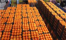 آغاز برداشت ارقام زودرس پرتقال در مازندران/شروعی خوب برای صادرات