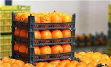 صادرات پرتقال و کیوی ادامه دارد