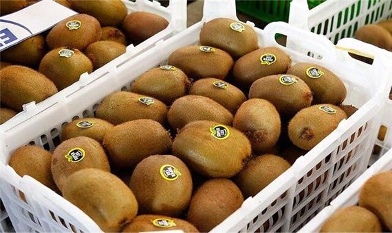 صادرات 7350 تن کیوی و پرتقال از مازندران