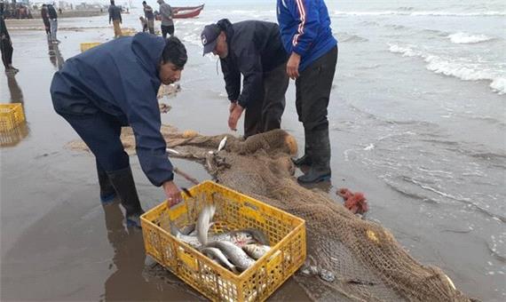 صیادان مازندران 602 تن ماهی صید کردند