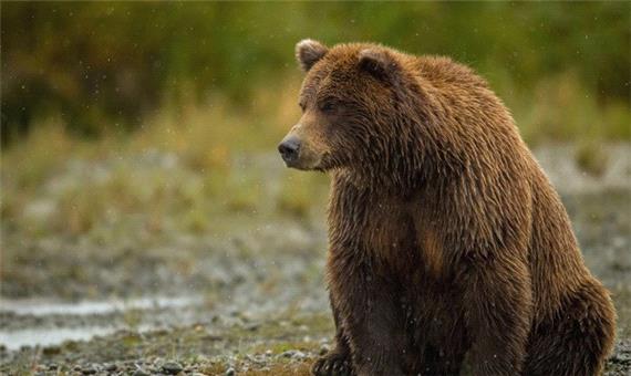 ورود دادستانی به وضعیت غیرطبیعی خرس و شیر باغ وحش ساری