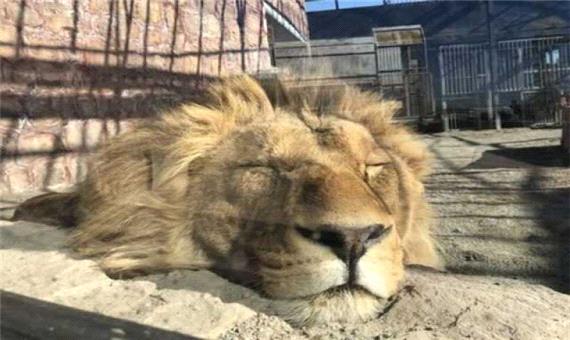 ورود دادستانی به وضعیت غیرطبیعی یک خرس و دو شیر در باغ‌وحش ساری