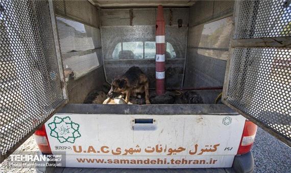 جمع‌آوری روزانه 60 قلاده سگ ولگرد از سطح شهر و انتقال به نقاهتگاه آرادکوه