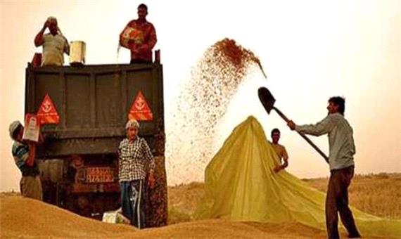 خرید 152 هزار تن گندم از کشاورزان مازندرانی