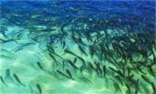 تکثیر طبیعی 30 میلیون بچه ماهی سفید در مازندران