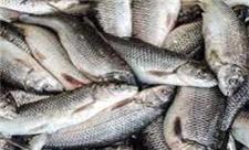 تولید 115 هزارتن ماهی در مازندران