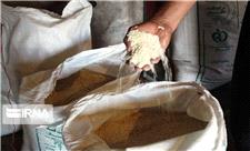 خطر گسترش آفت‌ انباری هزاران تن برنج در شالیکوبی‌های مازندران