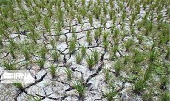 تهدید خشکسالی بر امنیت غذایی مازندران
