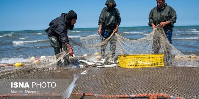 افزایش عجیب صادرات ماهیان سردآبی از مازندران
