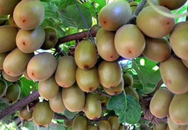 زمینه صادرات کیوی مازندران به هند فراهم شد