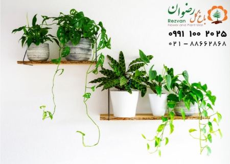 پیام مازند