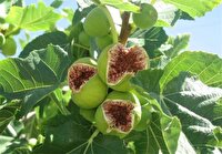 آیین شکرانه انجیر گلوگاه به عنوان مرغوب‌ترین انجیر ایران